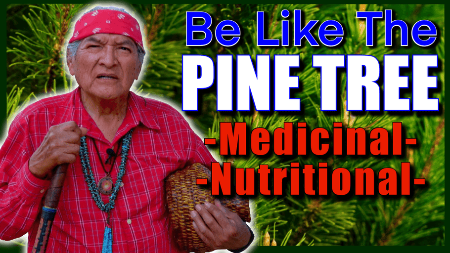 Navajo Medicinal, Diatarty and Utilitarian Use of The Pine Tree