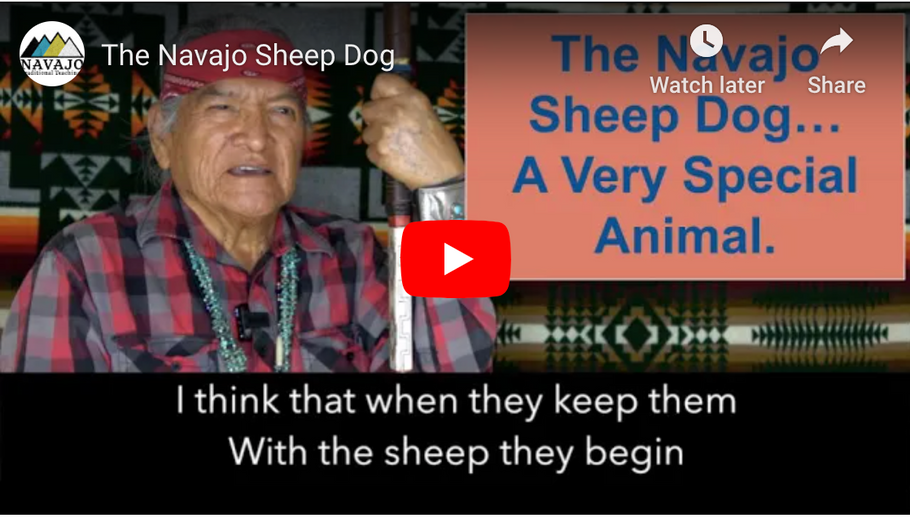 The Navajo Sheep Dog